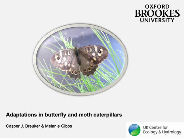 Part 4_Adaptations in butterfly and moth caterpillars_Brookes branded ...