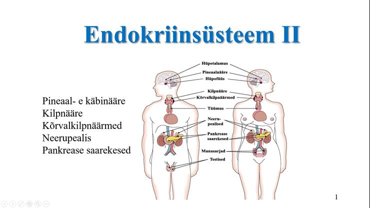 Endokriinsüsteem II