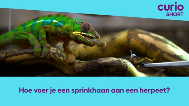 Dierverzorging | Short | Hoe voer je een sprinkhaan aan een herpeet?