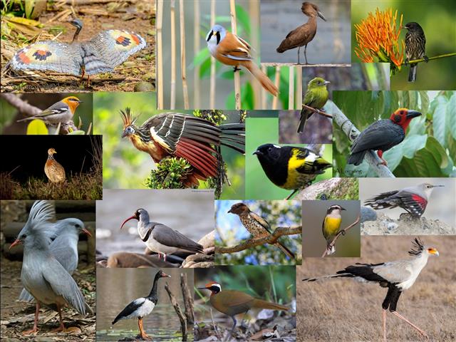 DivOfLife_Birds1