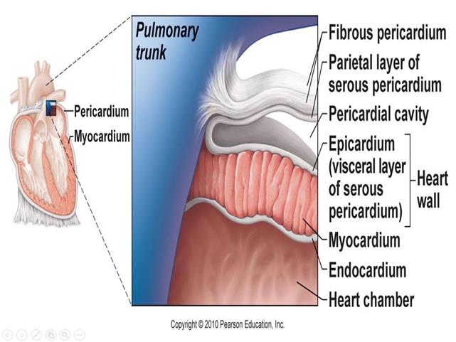 The micro-structure of the heart and their functional consequences